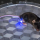 Image for article titled This Mouse Can Be Wirelessly Controlled With LED Light